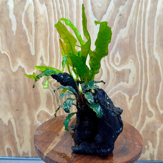 Scapeshop.com.au One Only Bucephalandra & Microsorum 'Indo'(Java Fern) Driftwood Creation - One Only - Happy Bucephalandra & Microsorum 'Indo'(Java Fern) Driftwood Creation - One Only - Happy