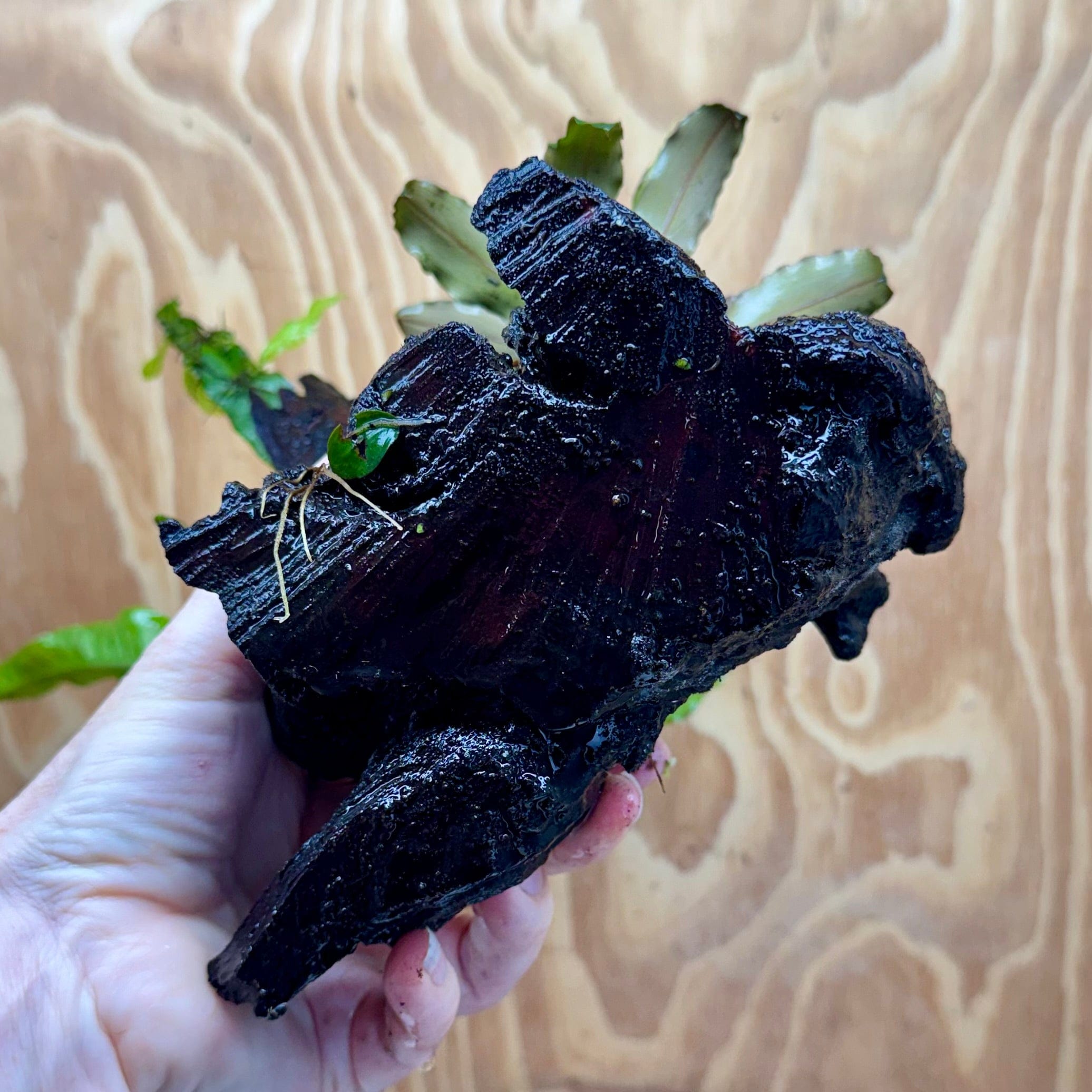 Scapeshop.com.au One Only Bucephalandra & Microsorum 'Indo'(Java Fern) Driftwood Creation - One Only - Happy Bucephalandra & Microsorum 'Indo'(Java Fern) Driftwood Creation - One Only - Happy