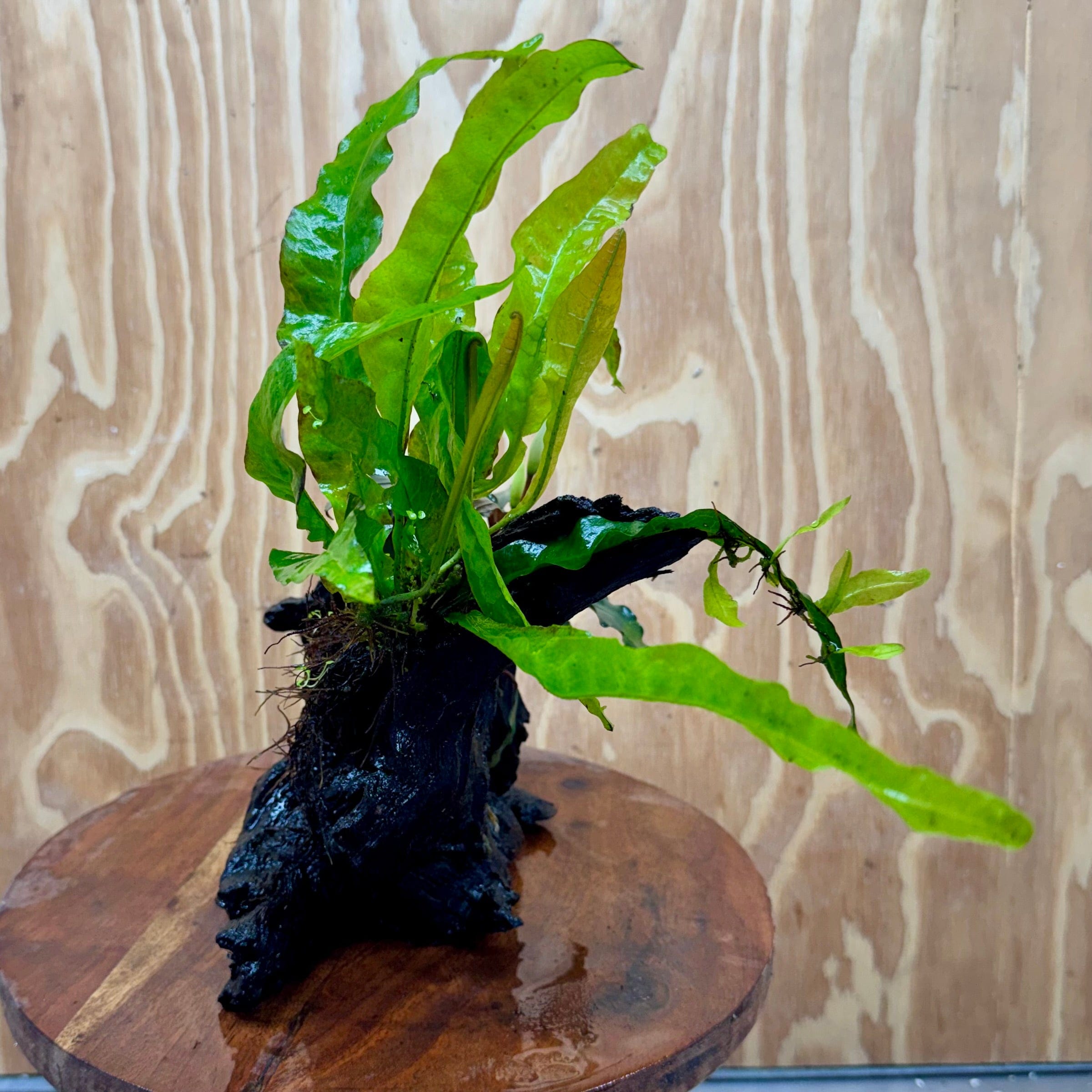 Scapeshop.com.au One Only Bucephalandra & Microsorum 'Indo'(Java Fern) Driftwood Creation - One Only - Happy Bucephalandra & Microsorum 'Indo'(Java Fern) Driftwood Creation - One Only - Happy