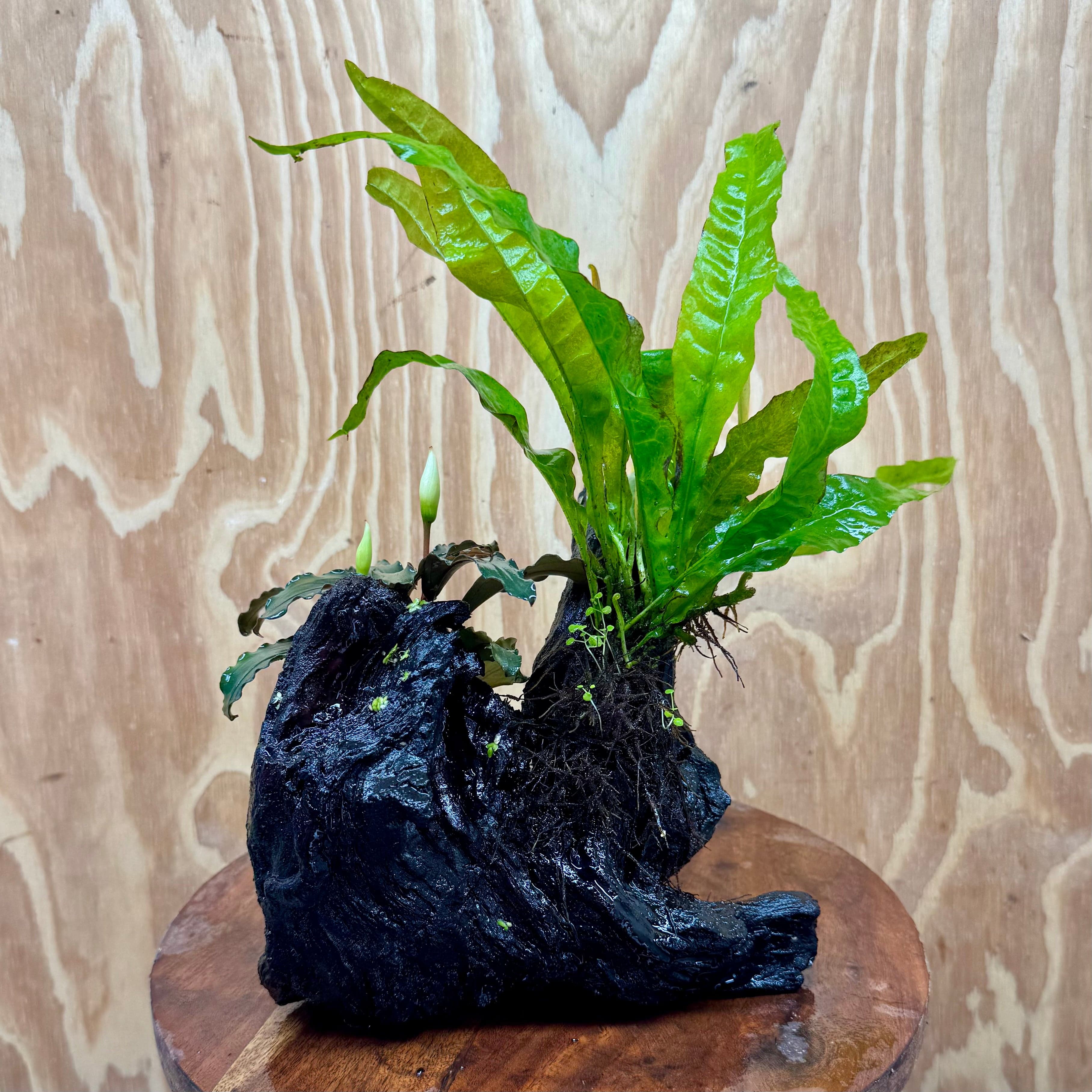 Scapeshop.com.au One Only Bucephalandra & Microsorum 'Indo'(Java Fern) Driftwood Creation - One Only - Happy Bucephalandra & Microsorum 'Indo'(Java Fern) Driftwood Creation - One Only - Happy