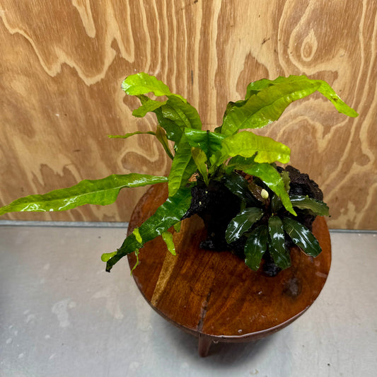 Scapeshop.com.au One Only Bucephalandra & Microsorum 'Indo'(Java Fern) Driftwood Creation - One Only - Happy Bucephalandra & Microsorum 'Indo'(Java Fern) Driftwood Creation - One Only - Happy