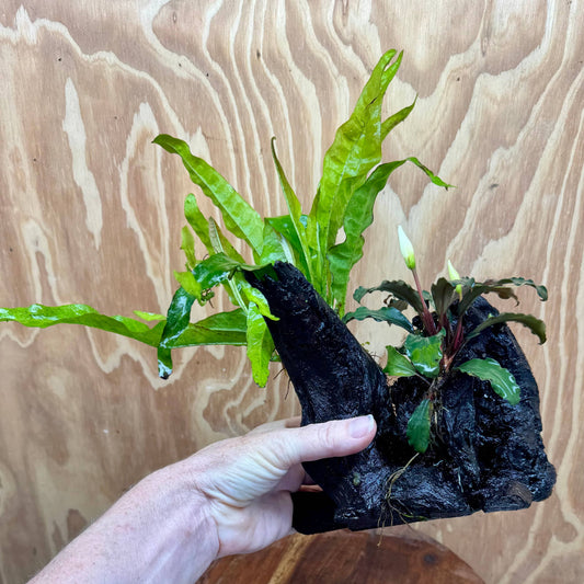 Scapeshop.com.au One Only Bucephalandra & Microsorum 'Indo'(Java Fern) Driftwood Creation - One Only - Happy Bucephalandra & Microsorum 'Indo'(Java Fern) Driftwood Creation - One Only - Happy
