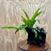 Scapeshop.com.au One Only Bucephalandra & Microsorum 'Indo'(Java Fern) Driftwood Creation - One Only - Happy Bucephalandra & Microsorum 'Indo'(Java Fern) Driftwood Creation - One Only - Happy