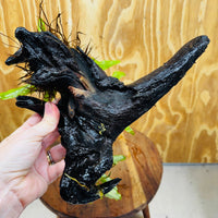 Scapeshop.com.au One Only Bucephalandra & Microsorum 'Indo'(Java Fern) Driftwood Creation - One Only - Happy Bucephalandra & Microsorum 'Indo'(Java Fern) Driftwood Creation - One Only - Happy