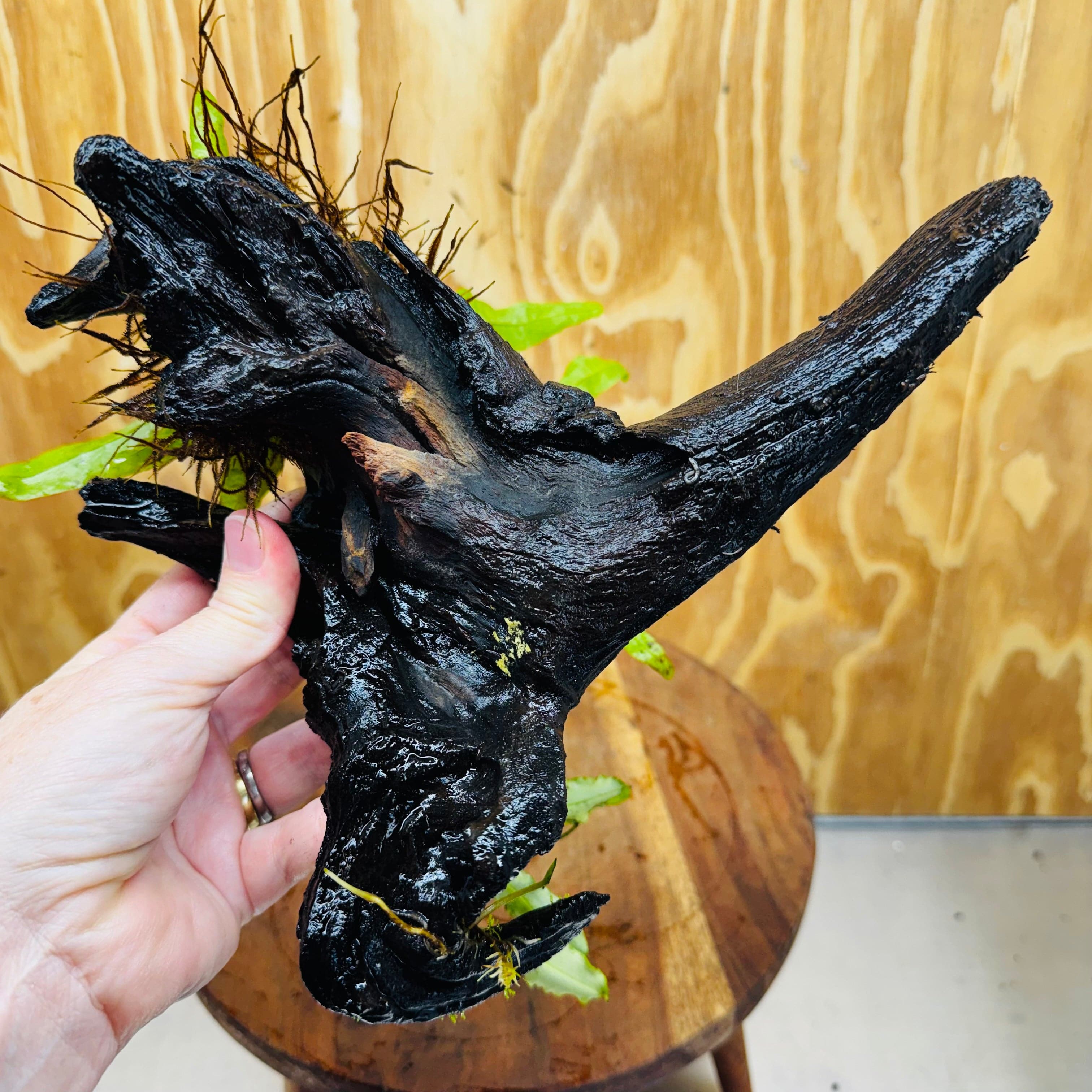 Scapeshop.com.au One Only Bucephalandra & Microsorum 'Indo'(Java Fern) Driftwood Creation - One Only - Happy Bucephalandra & Microsorum 'Indo'(Java Fern) Driftwood Creation - One Only - Happy