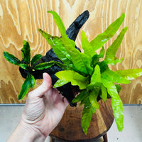 Scapeshop.com.au One Only Bucephalandra & Microsorum 'Indo'(Java Fern) Driftwood Creation - One Only - Happy Bucephalandra & Microsorum 'Indo'(Java Fern) Driftwood Creation - One Only - Happy