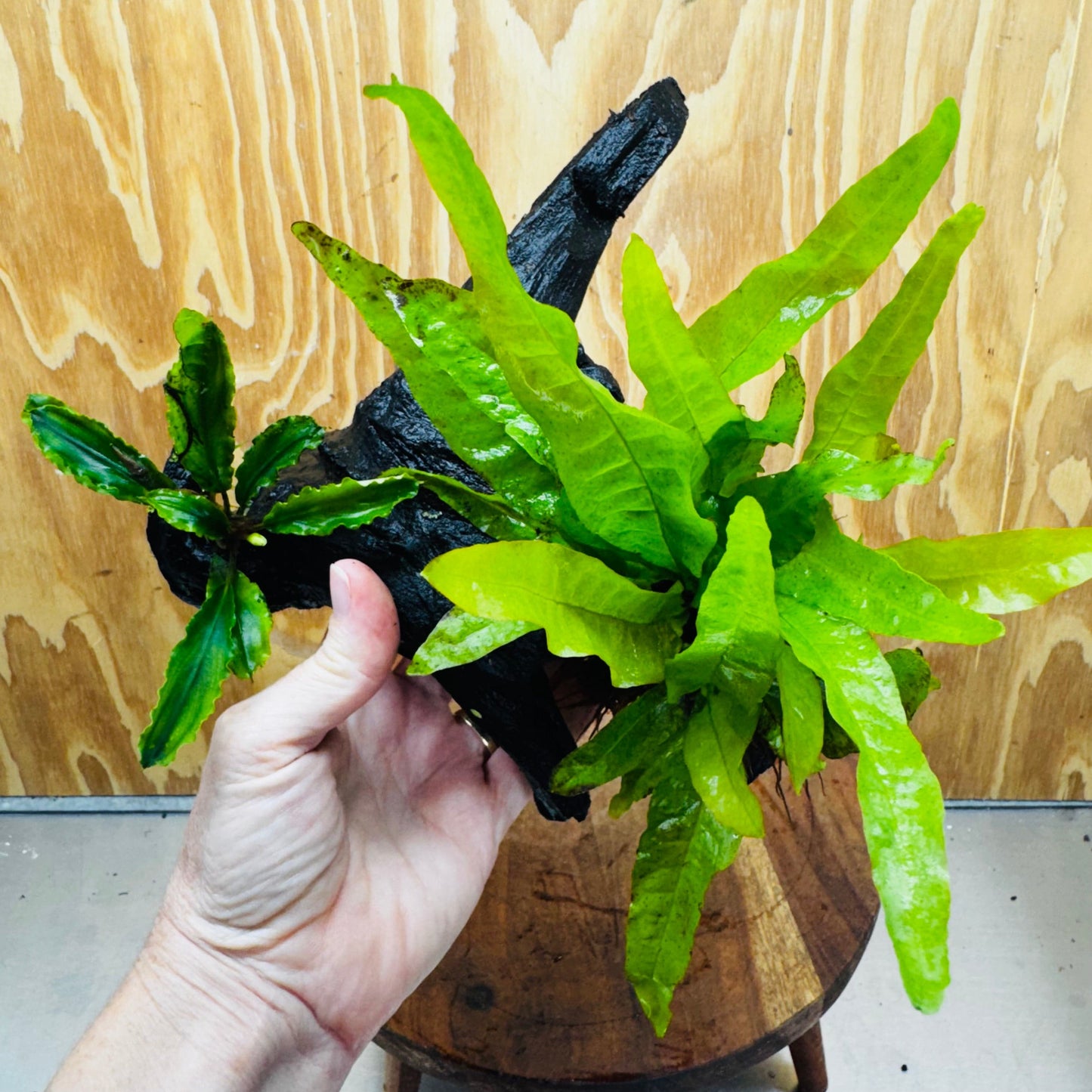Scapeshop.com.au One Only Bucephalandra & Microsorum 'Indo'(Java Fern) Driftwood Creation - One Only - Happy Bucephalandra & Microsorum 'Indo'(Java Fern) Driftwood Creation - One Only - Happy