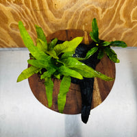 Scapeshop.com.au One Only Bucephalandra & Microsorum 'Indo'(Java Fern) Driftwood Creation - One Only - Happy Bucephalandra & Microsorum 'Indo'(Java Fern) Driftwood Creation - One Only - Happy
