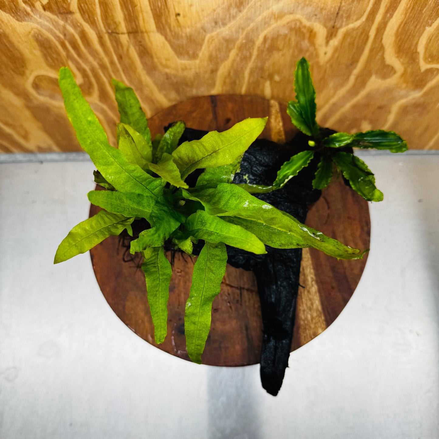 Scapeshop.com.au One Only Bucephalandra & Microsorum 'Indo'(Java Fern) Driftwood Creation - One Only - Happy Bucephalandra & Microsorum 'Indo'(Java Fern) Driftwood Creation - One Only - Happy