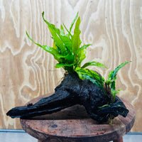 Scapeshop.com.au One Only Bucephalandra & Microsorum 'Indo'(Java Fern) Driftwood Creation - One Only - Happy Bucephalandra & Microsorum 'Indo'(Java Fern) Driftwood Creation - One Only - Happy