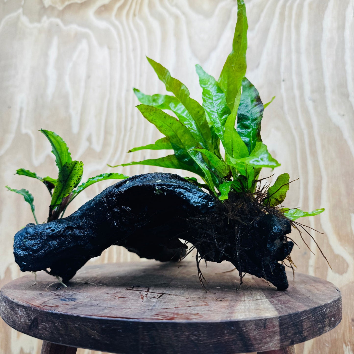 Scapeshop.com.au One Only Bucephalandra & Microsorum 'Indo'(Java Fern) Driftwood Creation - One Only - Happy Bucephalandra & Microsorum 'Indo'(Java Fern) Driftwood Creation - One Only - Happy