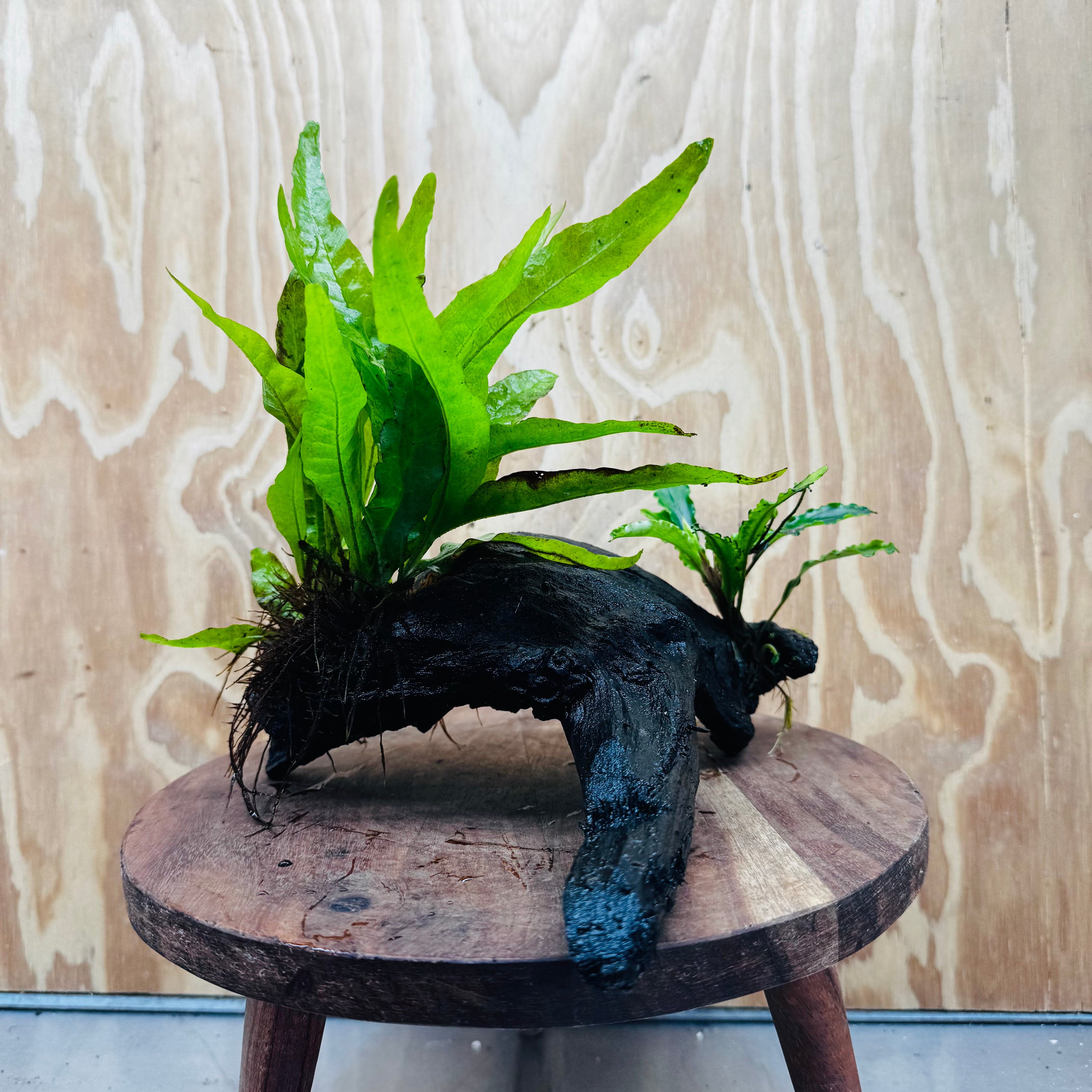 Scapeshop.com.au One Only Bucephalandra & Microsorum 'Indo'(Java Fern) Driftwood Creation - One Only - Happy Bucephalandra & Microsorum 'Indo'(Java Fern) Driftwood Creation - One Only - Happy