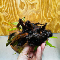 Scapeshop.com.au One Only Bucephalandra & Microsorum 'Indo'(Java Fern) Driftwood Creation - One Only - Happy Bucephalandra & Microsorum 'Indo'(Java Fern) Driftwood Creation - One Only - Happy