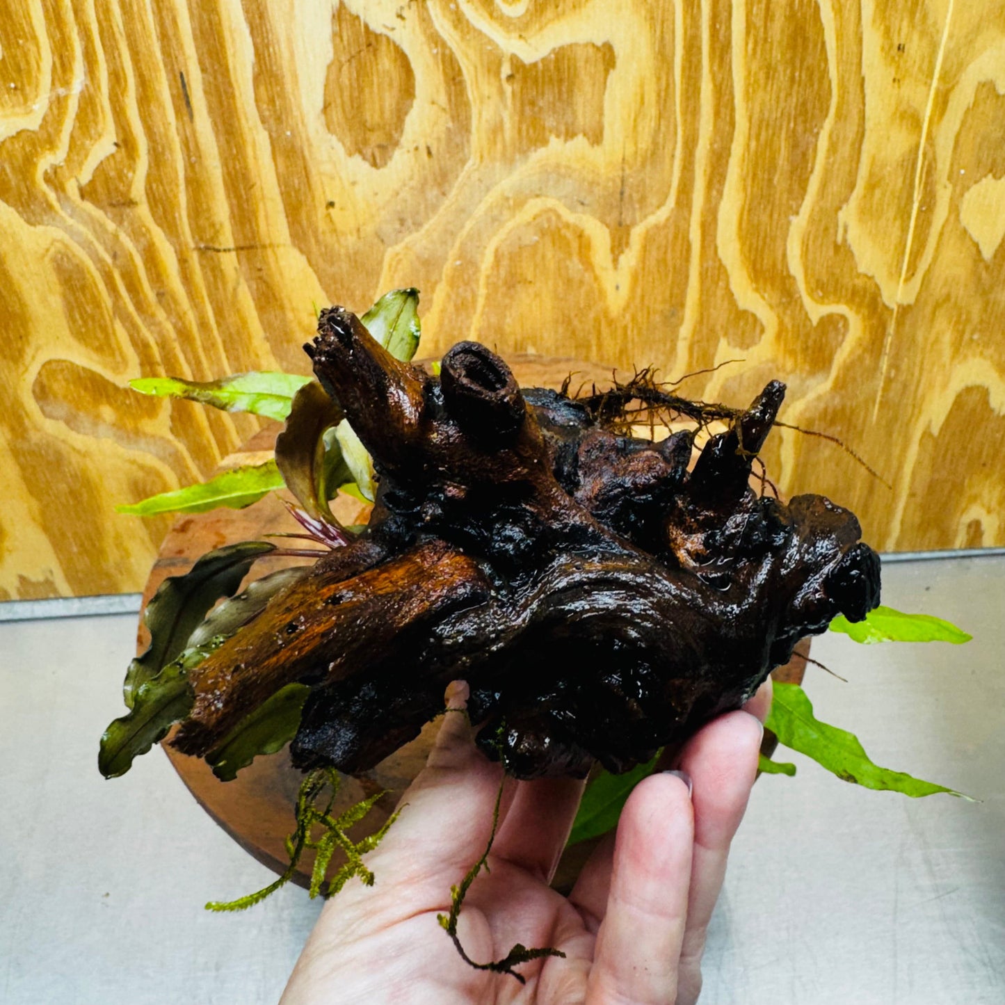 Scapeshop.com.au One Only Bucephalandra & Microsorum 'Indo'(Java Fern) Driftwood Creation - One Only - Happy Bucephalandra & Microsorum 'Indo'(Java Fern) Driftwood Creation - One Only - Happy