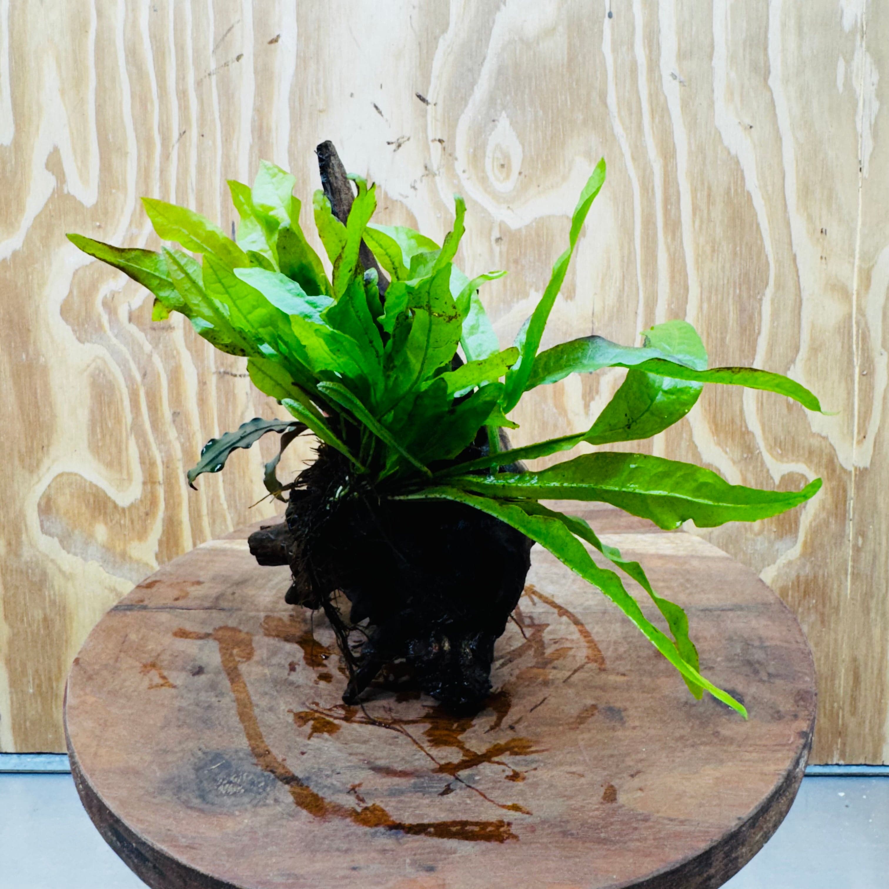 Scapeshop.com.au One Only Bucephalandra & Microsorum 'Indo'(Java Fern) Driftwood Creation - One Only - Happy Bucephalandra & Microsorum 'Indo'(Java Fern) Driftwood Creation - One Only - Happy