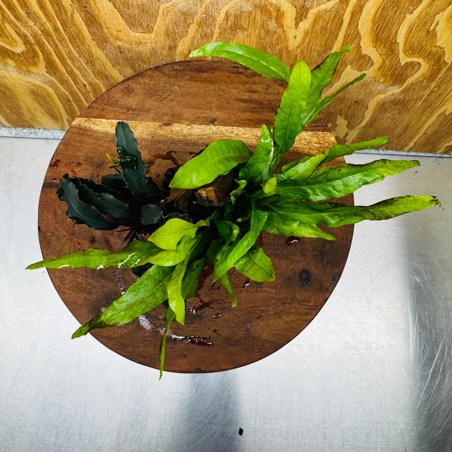 Scapeshop.com.au One Only Bucephalandra & Microsorum 'Indo'(Java Fern) Driftwood Creation - One Only - Happy Bucephalandra & Microsorum 'Indo'(Java Fern) Driftwood Creation - One Only - Happy