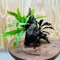 Scapeshop.com.au One Only Bucephalandra & Microsorum 'Indo'(Java Fern) Driftwood Creation - One Only - Happy Bucephalandra & Microsorum 'Indo'(Java Fern) Driftwood Creation - One Only - Happy