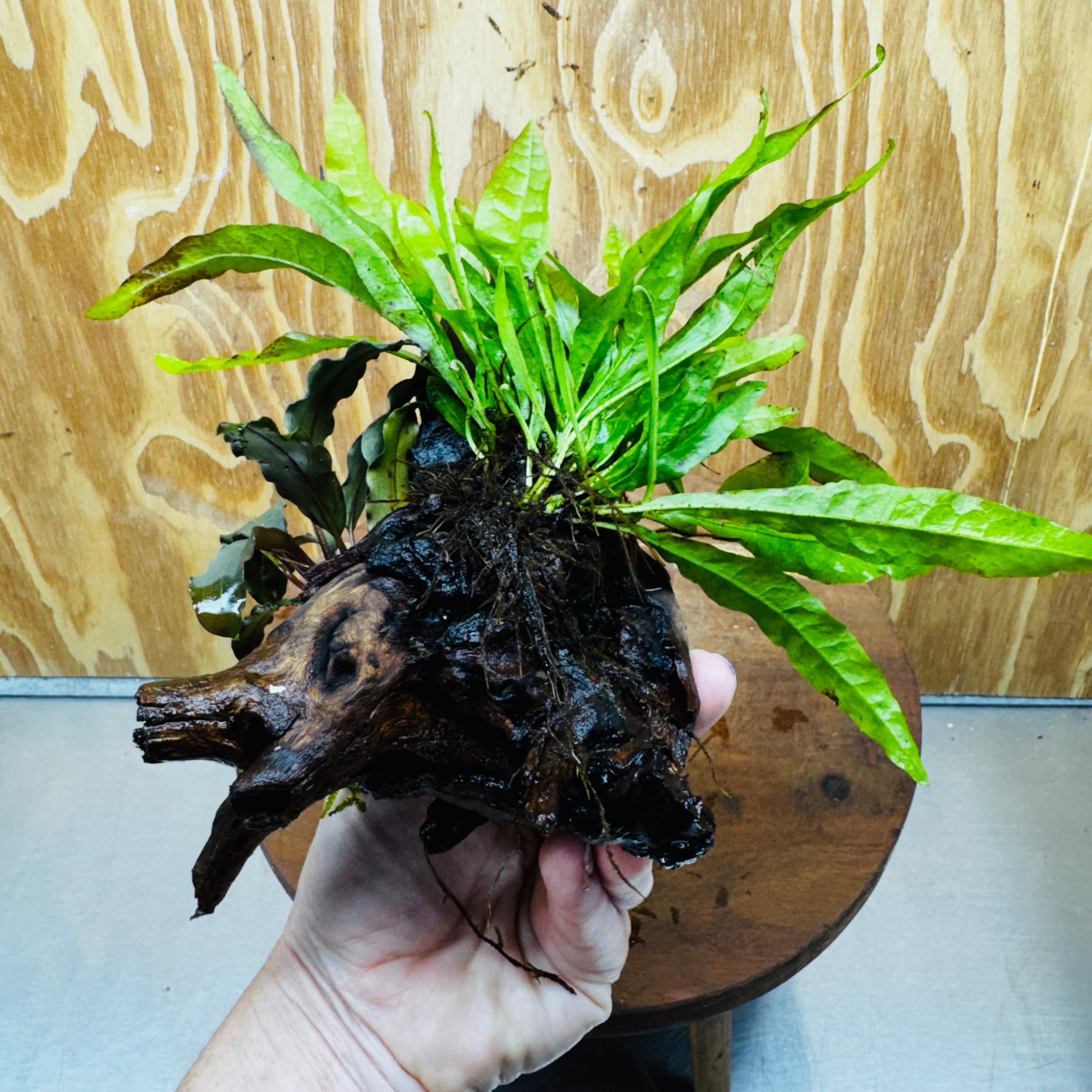 Scapeshop.com.au One Only Bucephalandra & Microsorum 'Indo'(Java Fern) Driftwood Creation - One Only - Happy Bucephalandra & Microsorum 'Indo'(Java Fern) Driftwood Creation - One Only - Happy