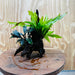 Scapeshop.com.au One Only Bucephalandra & Microsorum 'Indo'(Java Fern) Driftwood Creation - One Only - Happy Bucephalandra & Microsorum 'Indo'(Java Fern) Driftwood Creation - One Only - Happy