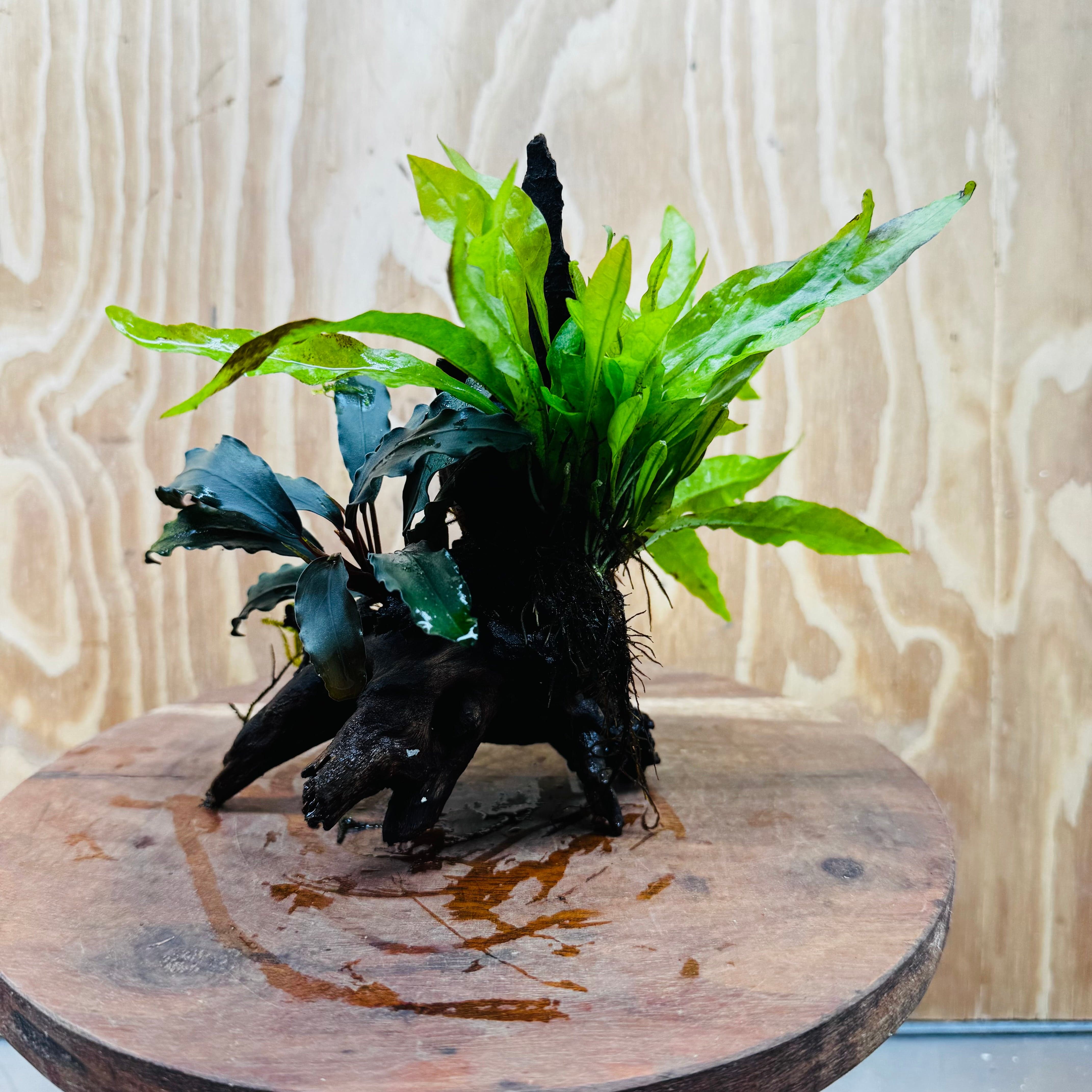 Scapeshop.com.au One Only Bucephalandra & Microsorum 'Indo'(Java Fern) Driftwood Creation - One Only - Happy Bucephalandra & Microsorum 'Indo'(Java Fern) Driftwood Creation - One Only - Happy