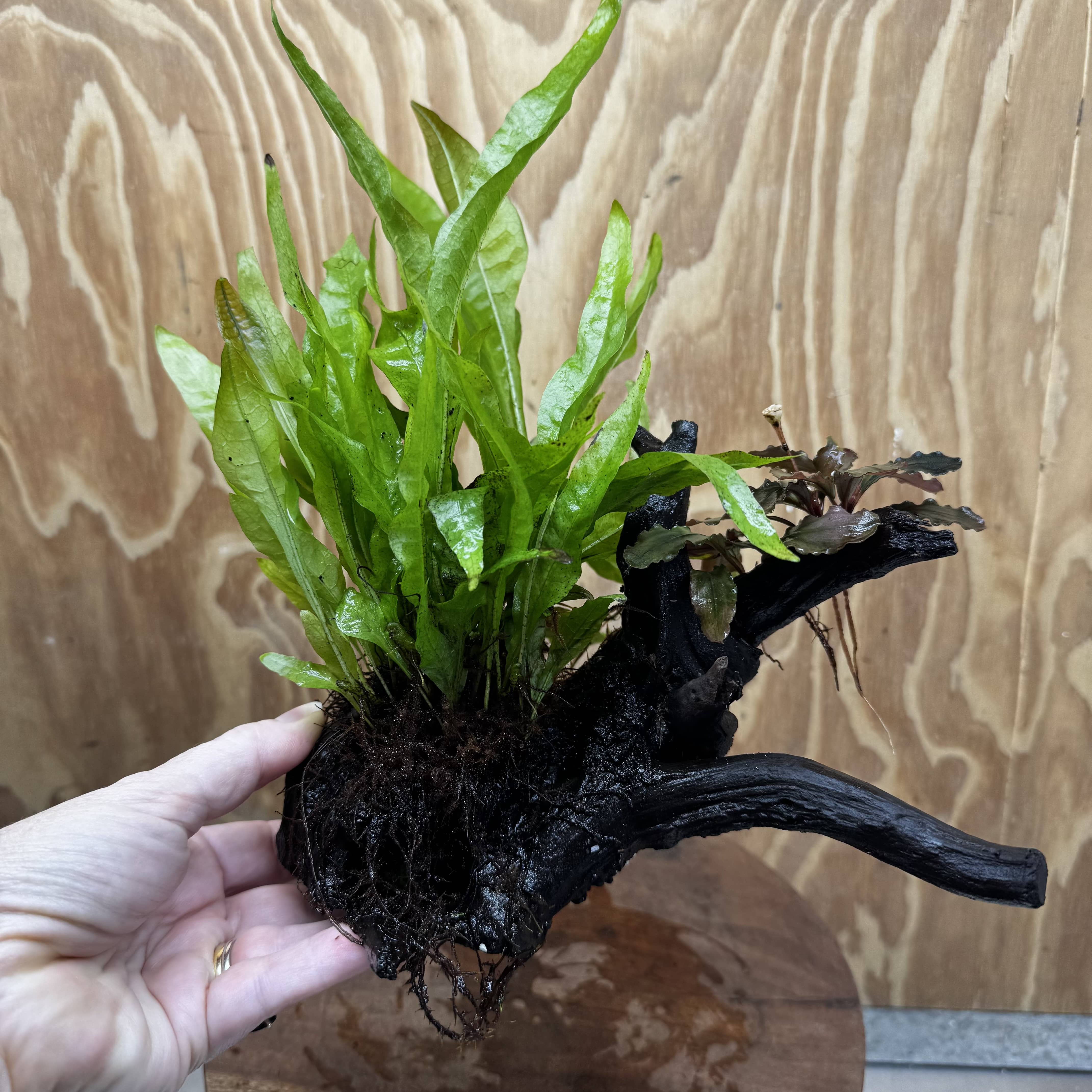 Scapeshop.com.au One Only Bucephalandra & Microsorum 'Indo'(Java Fern) Driftwood Creation - One Only - Happy Bucephalandra & Microsorum 'Indo'(Java Fern) Driftwood Creation - One Only - Happy
