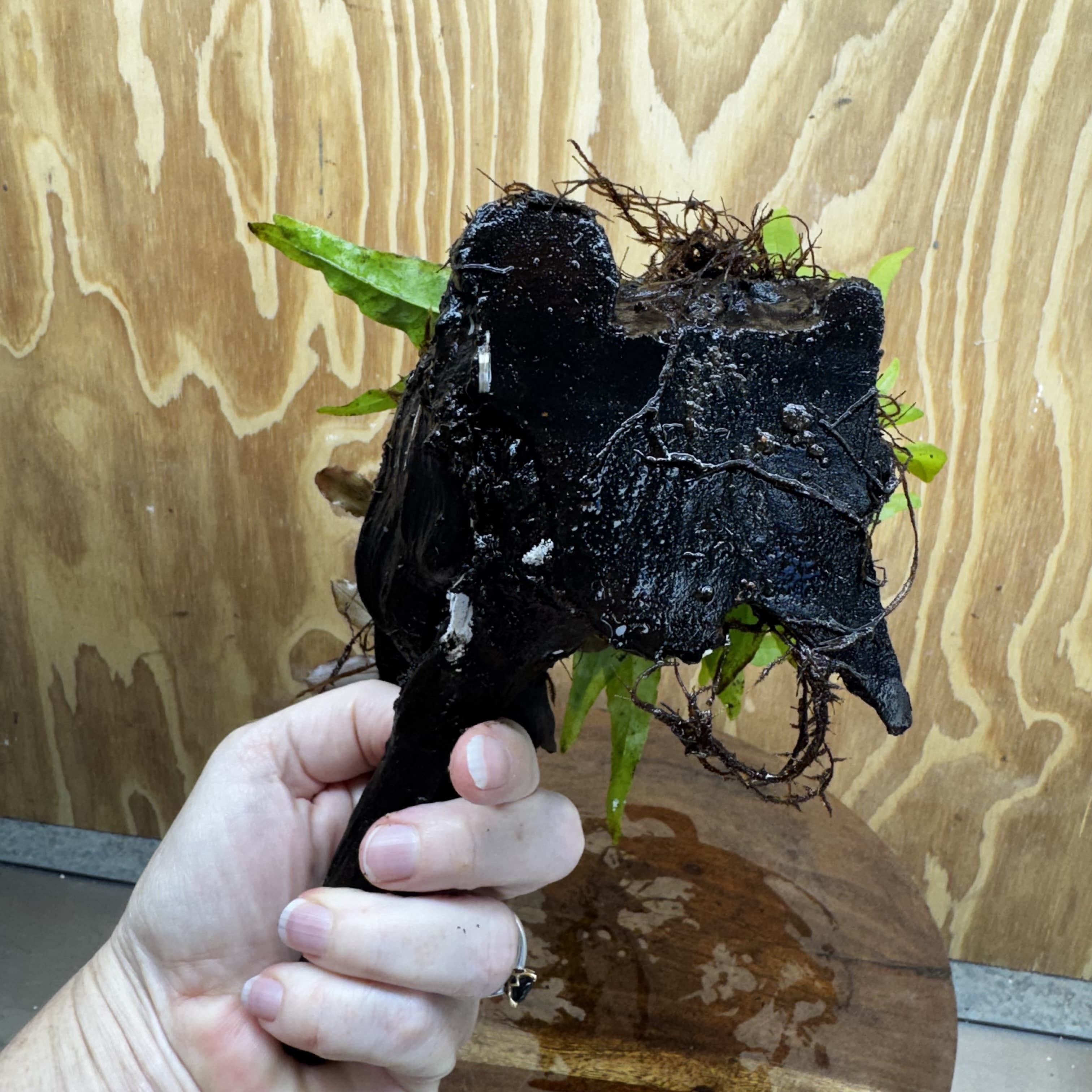 Scapeshop.com.au One Only Bucephalandra & Microsorum 'Indo'(Java Fern) Driftwood Creation - One Only - Happy Bucephalandra & Microsorum 'Indo'(Java Fern) Driftwood Creation - One Only - Happy