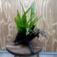 Scapeshop.com.au One Only Bucephalandra & Microsorum 'Indo'(Java Fern) Driftwood Creation - One Only - Happy Bucephalandra & Microsorum 'Indo'(Java Fern) Driftwood Creation - One Only - Happy