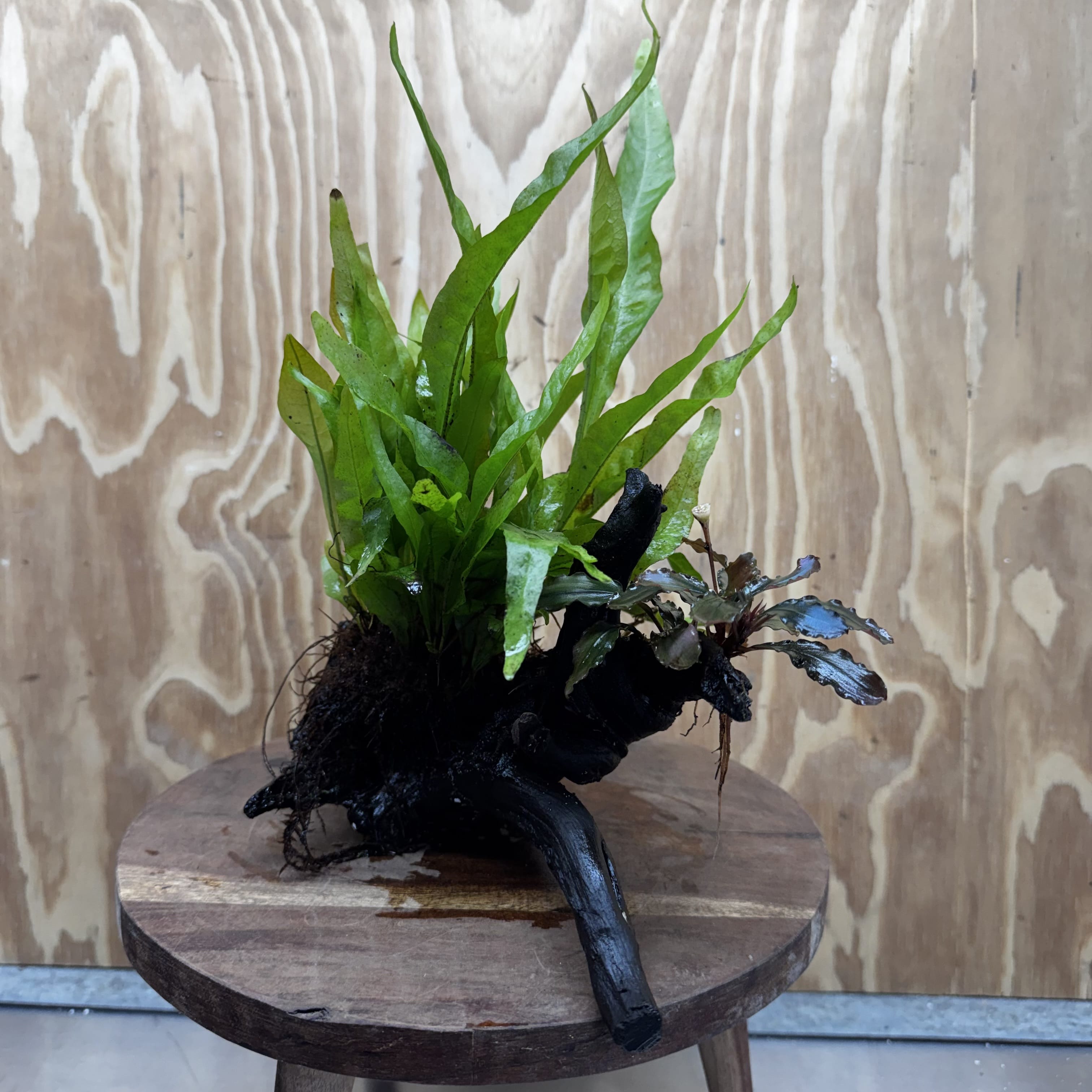 Scapeshop.com.au One Only Bucephalandra & Microsorum 'Indo'(Java Fern) Driftwood Creation - One Only - Happy Bucephalandra & Microsorum 'Indo'(Java Fern) Driftwood Creation - One Only - Happy