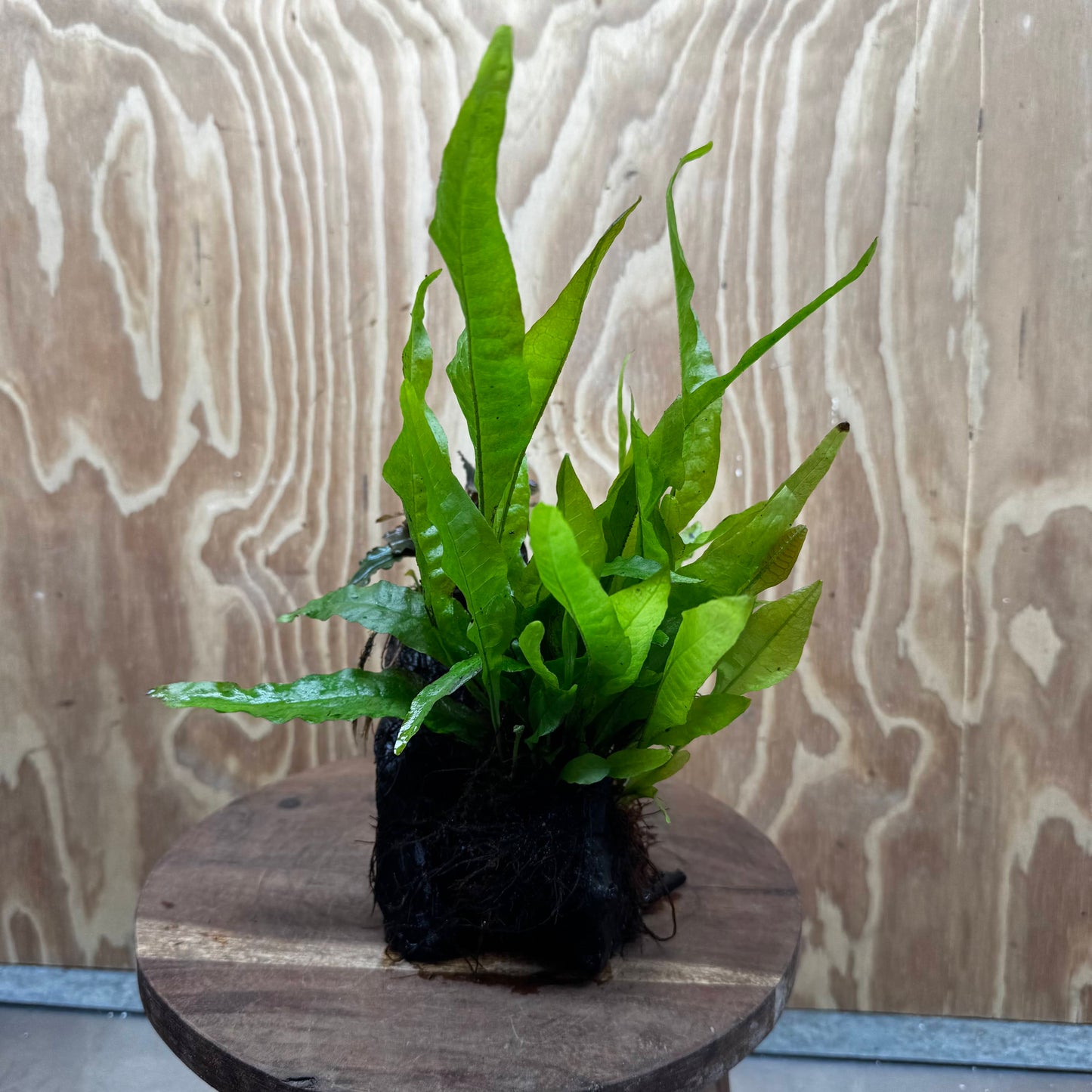 Scapeshop.com.au One Only Bucephalandra & Microsorum 'Indo'(Java Fern) Driftwood Creation - One Only - Happy Bucephalandra & Microsorum 'Indo'(Java Fern) Driftwood Creation - One Only - Happy