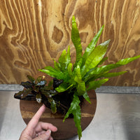 Scapeshop.com.au One Only Bucephalandra & Microsorum 'Indo'(Java Fern) Driftwood Creation - One Only - Happy Bucephalandra & Microsorum 'Indo'(Java Fern) Driftwood Creation - One Only - Happy