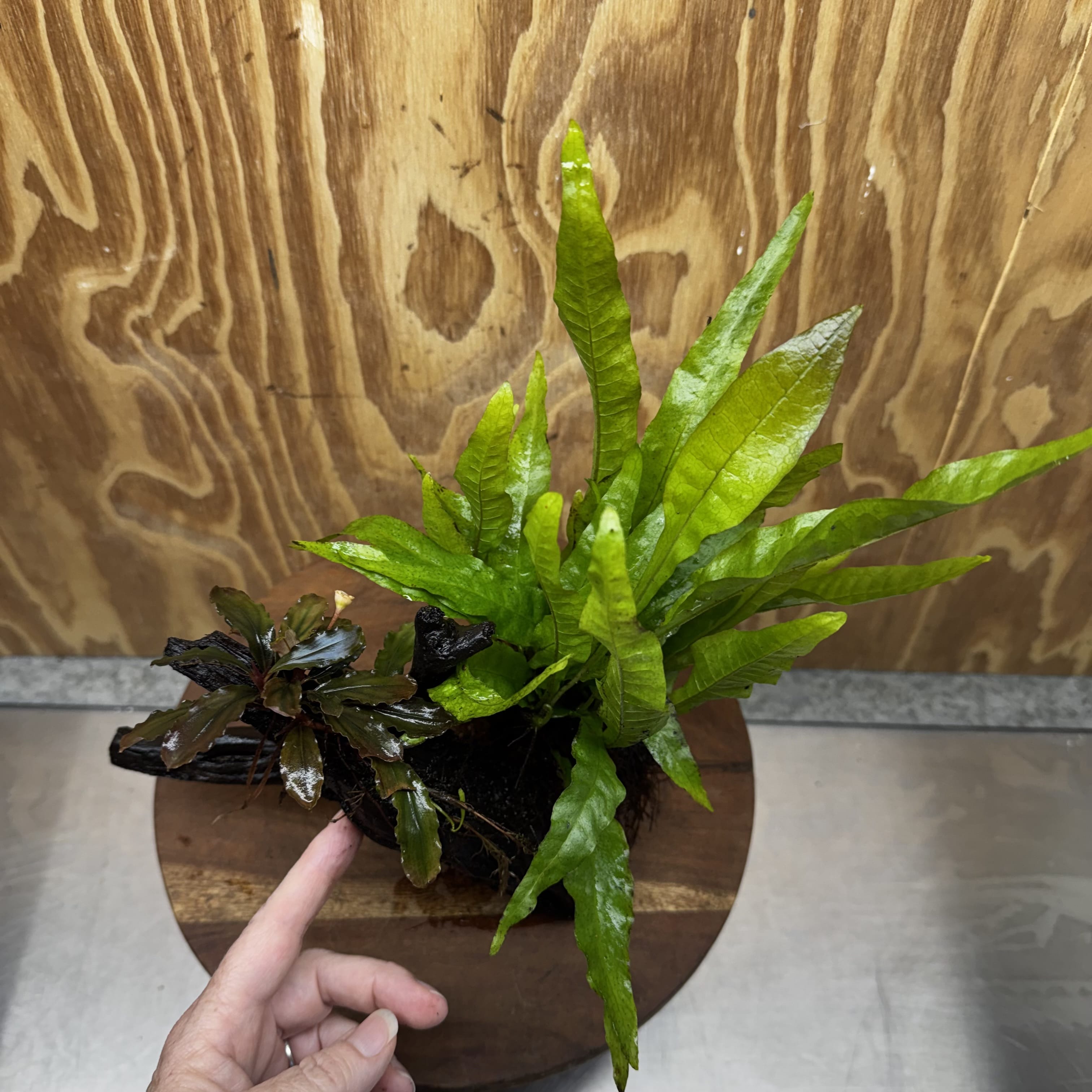 Scapeshop.com.au One Only Bucephalandra & Microsorum 'Indo'(Java Fern) Driftwood Creation - One Only - Happy Bucephalandra & Microsorum 'Indo'(Java Fern) Driftwood Creation - One Only - Happy