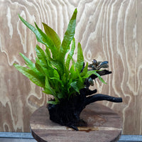 Scapeshop.com.au One Only Bucephalandra & Microsorum 'Indo'(Java Fern) Driftwood Creation - One Only - Happy Bucephalandra & Microsorum 'Indo'(Java Fern) Driftwood Creation - One Only - Happy