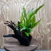 Scapeshop.com.au One Only Bucephalandra & Microsorum 'Indo'(Java Fern) Driftwood Creation - One Only - Happy Bucephalandra & Microsorum 'Indo'(Java Fern) Driftwood Creation - One Only - Happy