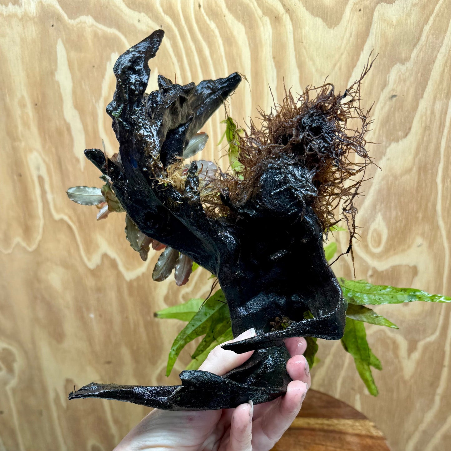 Scapeshop.com.au One Only Bucephalandra & Microsorum 'Indo'(Java Fern) Driftwood Creation - One Only - Swish Bucephalandra & Microsorum 'Indo'(Java Fern) Driftwood Creation - One Only - Swish