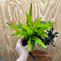Scapeshop.com.au One Only Bucephalandra & Microsorum 'Indo'(Java Fern) Driftwood Creation - One Only - Swish Bucephalandra & Microsorum 'Indo'(Java Fern) Driftwood Creation - One Only - Swish