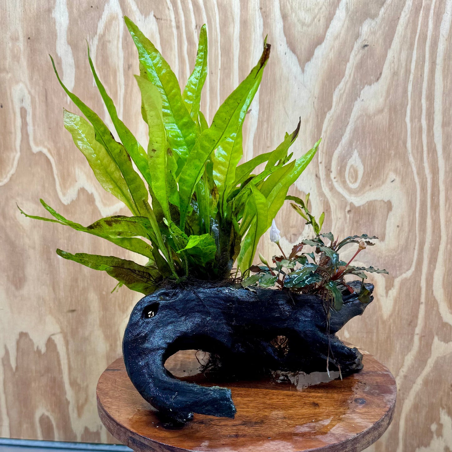 Scapeshop.com.au One Only Bucephalandra & Microsorum 'Indo'(Java Fern) Driftwood Creation - One Only - Swish Bucephalandra & Microsorum 'Indo'(Java Fern) Driftwood Creation - One Only - Swish