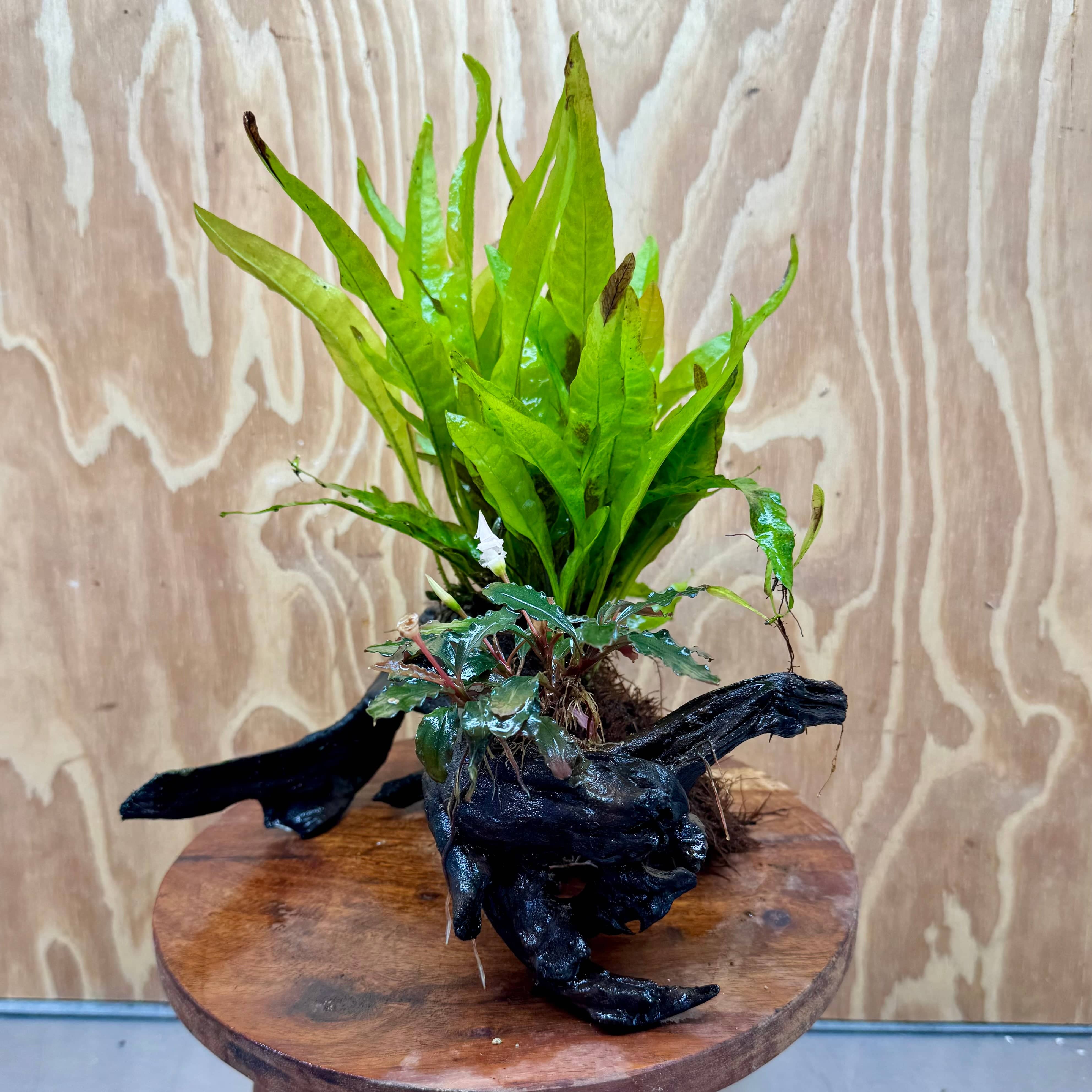 Scapeshop.com.au One Only Bucephalandra & Microsorum 'Indo'(Java Fern) Driftwood Creation - One Only - Swish Bucephalandra & Microsorum 'Indo'(Java Fern) Driftwood Creation - One Only - Swish