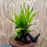 Scapeshop.com.au One Only Bucephalandra & Microsorum 'Indo'(Java Fern) Driftwood Creation - One Only - Swish Bucephalandra & Microsorum 'Indo'(Java Fern) Driftwood Creation - One Only - Swish