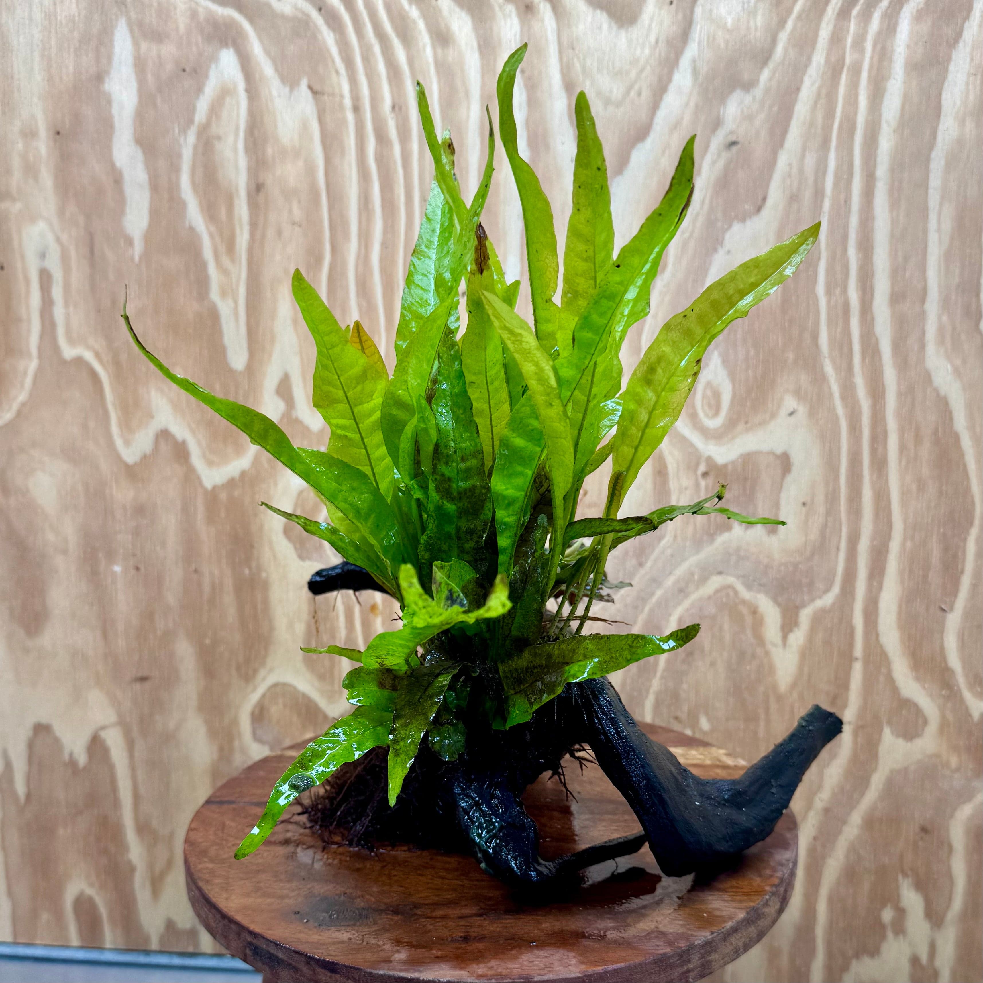 Scapeshop.com.au One Only Bucephalandra & Microsorum 'Indo'(Java Fern) Driftwood Creation - One Only - Swish Bucephalandra & Microsorum 'Indo'(Java Fern) Driftwood Creation - One Only - Swish