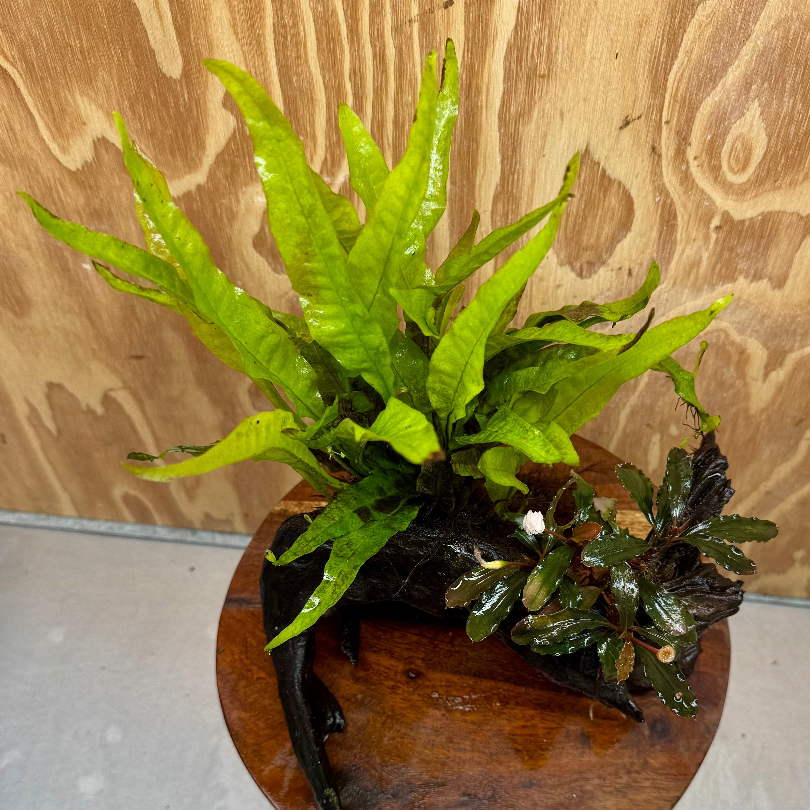 Scapeshop.com.au One Only Bucephalandra & Microsorum 'Indo'(Java Fern) Driftwood Creation - One Only - Swish Bucephalandra & Microsorum 'Indo'(Java Fern) Driftwood Creation - One Only - Swish