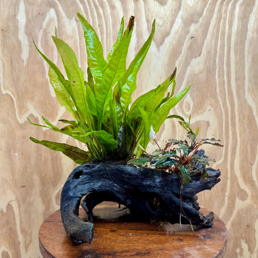 Scapeshop.com.au One Only Bucephalandra & Microsorum 'Indo'(Java Fern) Driftwood Creation - One Only - Swish Bucephalandra & Microsorum 'Indo'(Java Fern) Driftwood Creation - One Only - Swish