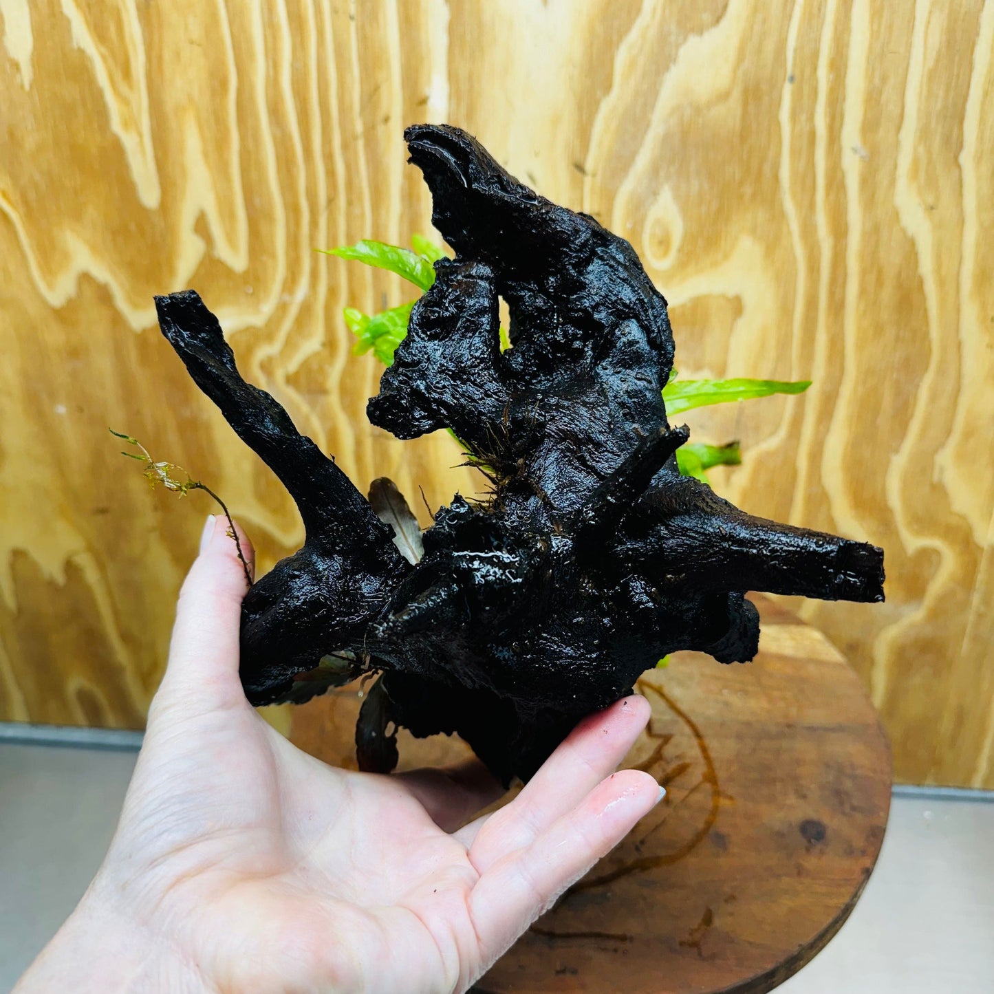 Scapeshop.com.au One Only Bucephalandra & Microsorum 'Indo'(Java Fern) Driftwood Creation - One Only - Swish Bucephalandra & Microsorum 'Indo'(Java Fern) Driftwood Creation - One Only - Swish
