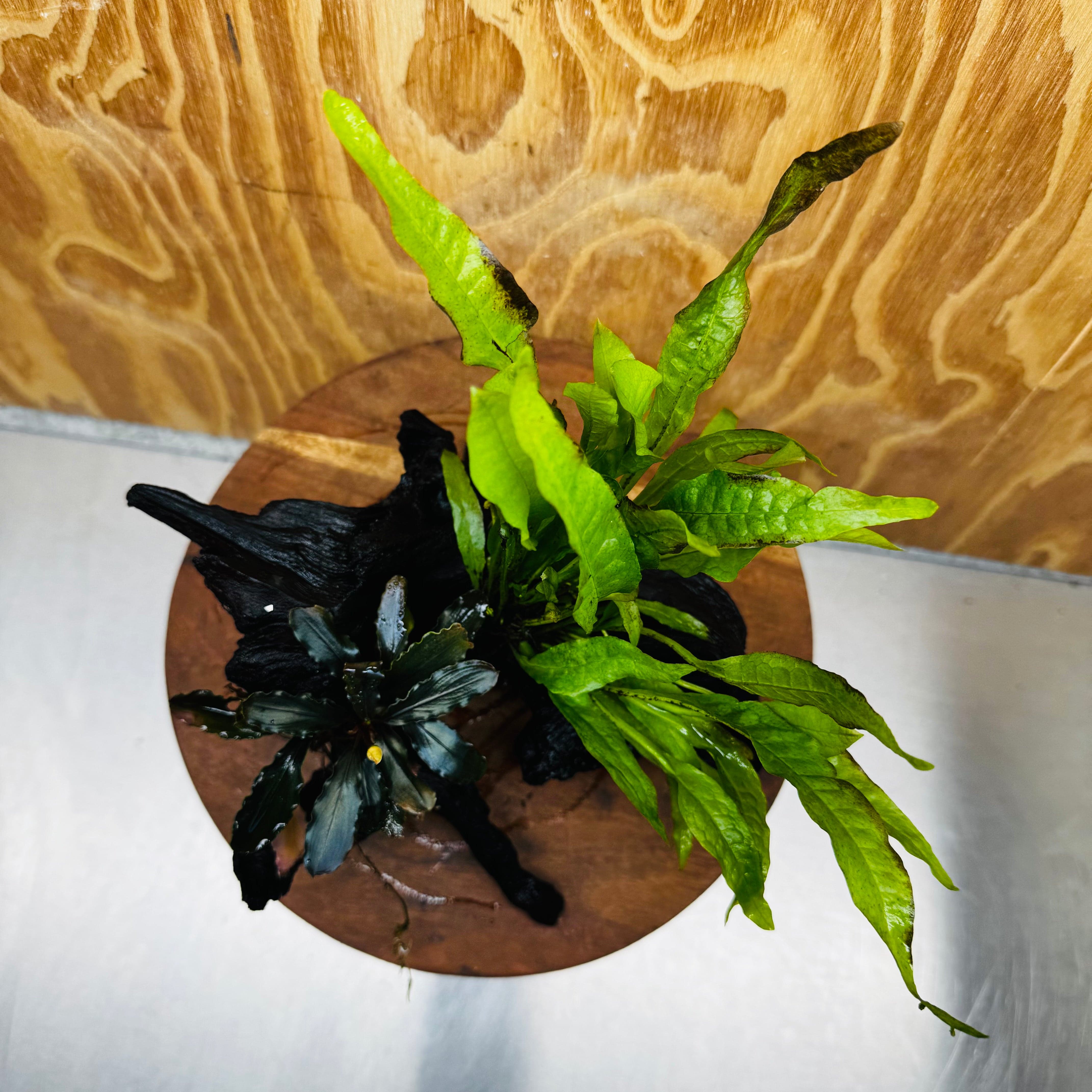 Scapeshop.com.au One Only Bucephalandra & Microsorum 'Indo'(Java Fern) Driftwood Creation - One Only - Swish Bucephalandra & Microsorum 'Indo'(Java Fern) Driftwood Creation - One Only - Swish