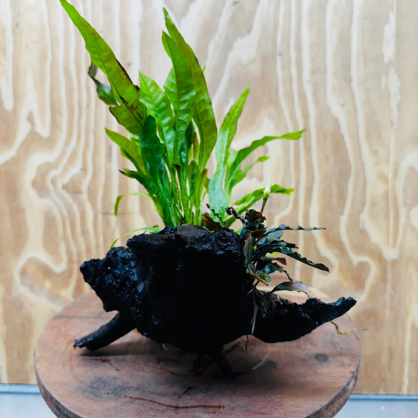 Scapeshop.com.au One Only Bucephalandra & Microsorum 'Indo'(Java Fern) Driftwood Creation - One Only - Swish Bucephalandra & Microsorum 'Indo'(Java Fern) Driftwood Creation - One Only - Swish