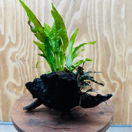 Scapeshop.com.au One Only Bucephalandra & Microsorum 'Indo'(Java Fern) Driftwood Creation - One Only - Swish Bucephalandra & Microsorum 'Indo'(Java Fern) Driftwood Creation - One Only - Swish