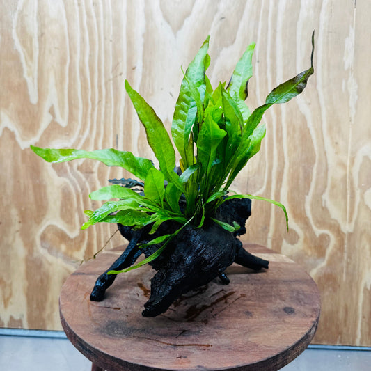Scapeshop.com.au One Only Bucephalandra & Microsorum 'Indo'(Java Fern) Driftwood Creation - One Only - Swish Bucephalandra & Microsorum 'Indo'(Java Fern) Driftwood Creation - One Only - Swish