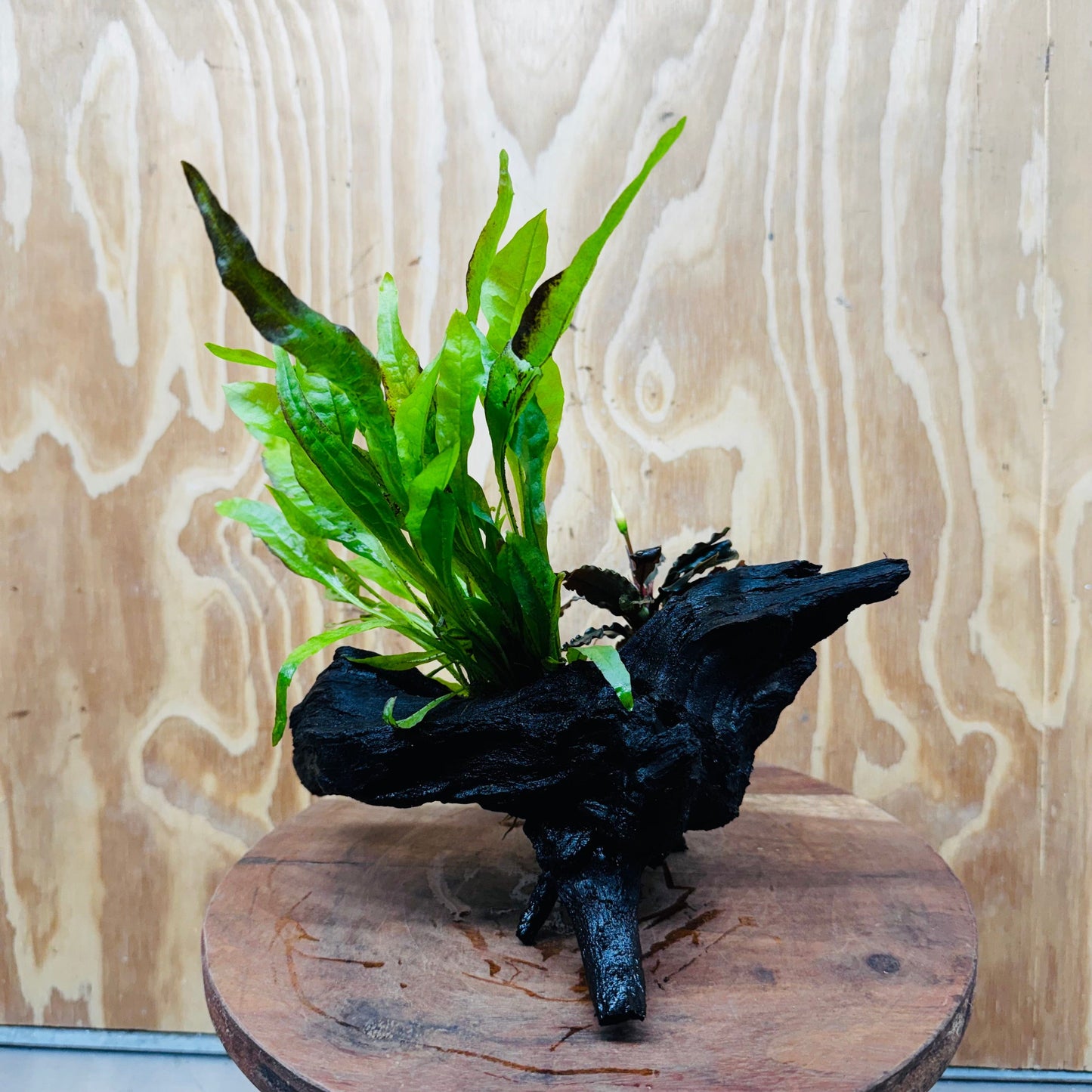 Scapeshop.com.au One Only Bucephalandra & Microsorum 'Indo'(Java Fern) Driftwood Creation - One Only - Swish Bucephalandra & Microsorum 'Indo'(Java Fern) Driftwood Creation - One Only - Swish