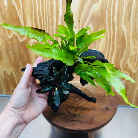 Scapeshop.com.au One Only Bucephalandra & Microsorum 'Indo'(Java Fern) Driftwood Creation - One Only - Swish Bucephalandra & Microsorum 'Indo'(Java Fern) Driftwood Creation - One Only - Swish