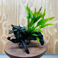 Scapeshop.com.au One Only Bucephalandra & Microsorum 'Indo'(Java Fern) Driftwood Creation - One Only - Swish Bucephalandra & Microsorum 'Indo'(Java Fern) Driftwood Creation - One Only - Swish