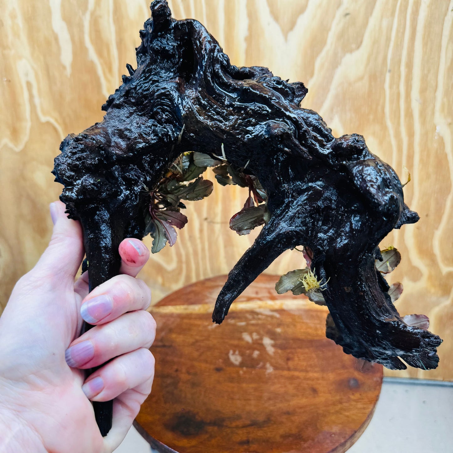 Scapeshop.com.au One Only Bucephalandra Multi-Planted Driftwood (4 Plants) - ONE ONLY - Piece A - Swirl Bucephalandra Multi-Planted Driftwood (4 Plants) - ONE ONLY - Piece A - Swirl